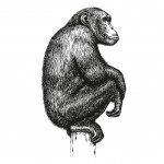 Sticker Mural dcoratif - Chimpanz