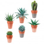 Sticker mural 6 Pots - plantes grasses, cactus et succulents