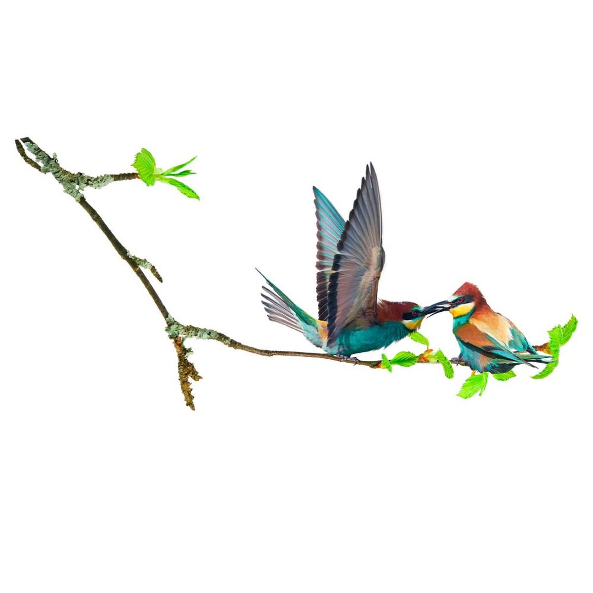 Sticker Mural dcoratif - Branche et Oiseaux