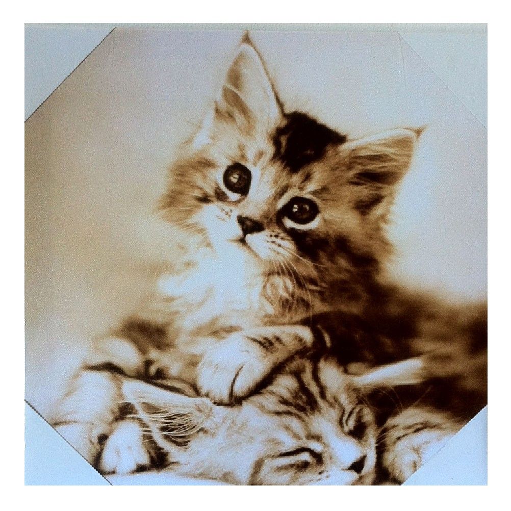 Cadre chaton en toile imprime 28 x 28 cm